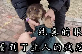 刚满月的小奶狗被无情抛弃，纯真的眼神，却看到了主人的残忍视频封面