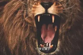 梦见狮子代表什么视频封面