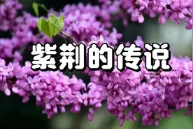 紫荆的传说故事