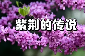 紫荆的传说故事