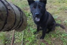 做个树皮小喇叭，吹给田园犬小黑听听，声音很特别，哈哈