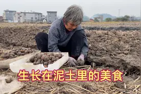 南方管它叫马蹄，北方叫荸荠，生长在泥土里的美食，不是长在树上视频封面