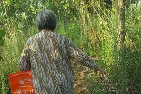 八一建军节之际，去为曾经的军人叔叔墓地打草药除草~视频封面