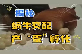 揭秘蜗牛交配，产“蛋”及孵化过程