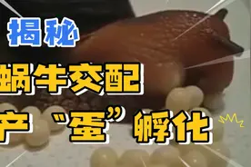 揭秘蜗牛交配，产“蛋”及孵化过程视频封面