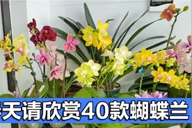 春天来了请欣赏40款蝴蝶兰品种，个个惊艳绝伦，你喜欢哪些品种？视频封面
