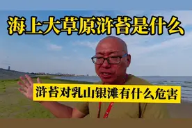 海边大草原浒苔对乳山银滩海洋有什么危害？大自然的报复太可怕
