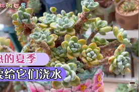 哪些多肉，夏天不需要浇水？听我来慢慢说视频封面