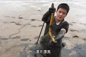 洪湖鳝鱼就是多，而且都是半斤八两的，一会儿桶都装不下了！！视频封面