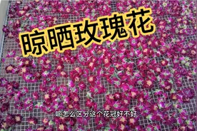 每年五月份玫瑰花开了，也是花农最忙的时候，来看看晾晒的玫瑰视频封面