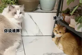 关于我家金渐层总被布偶揍，我好像找到原因了