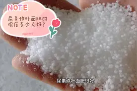 尿素用来做叶面肥浓度多大好呢？视频封面