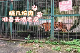 香吾山动物园的老虎太造业了，每天吃不饱，晚上常听到老虎饿的叫视频封面