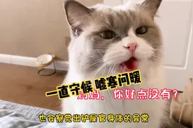 猫能感受到你生病吗？当你阳了，旁边有个喵星人嘘寒问暖多么幸福