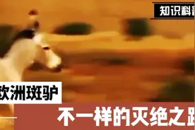斑驴不一样的灭绝之路视频封面