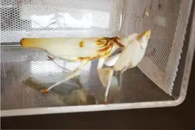 兰花螳螂喂食视频视频封面
