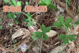 身边的草药（451），紫地榆（隔山消），清热利湿活血止血