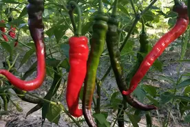 辣椒枯萎  落叶 落花 掉果别急！这样做就行，赶紧看看