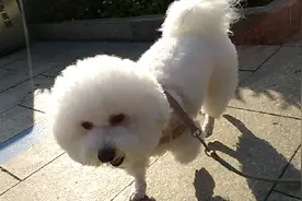 小狗🐶的爱情故事视频封面