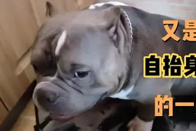 恶霸的基因缺陷?我家狗子直接去了医院 出来继续作 哎 请大家注意视频封面