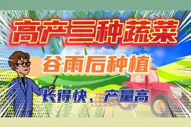 谷雨后还可以种植这三种蔬菜，告诉你一些技巧，蔬菜长得快产量高视频封面