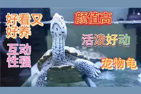 推荐一种颜值高，好看又好养，活泼好动，互动性强的宠物龟