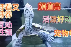 推荐一种颜值高，好看又好养，活泼好动，互动性强的宠物龟