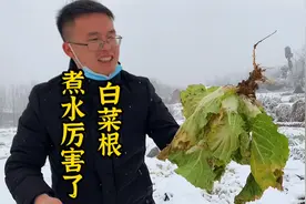“白菜根”煮水厉害了，2大神奇妙用，很多人不知白菜根的好处视频封面