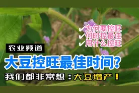 大豆控旺增产技术总结！最佳时间是何时？视频封面