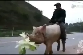 猪比车还牛逼视频封面