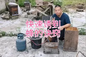 快速诱到蜂的诀窍视频封面