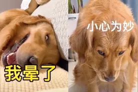 爆笑动物合集（金毛的表情有多丰富）视频封面