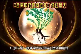 名贵中药如何进补#今日分享 红景天对人体系统的破坏力有多厉害视频封面
