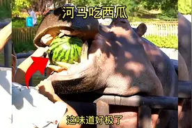 河马吃西瓜，这味道好极了视频封面