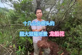 龙船花又叫百日红、仙丹花。一年花期365天，闰年休息一天视频封面