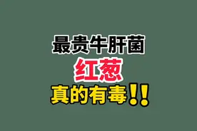 云南最贵的牛肝菌（红葱），真的有毒！视频封面