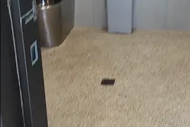 给大家看看澳洲悉尼大街上的公共卫生间视频封面