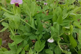 豌豆这样种厉害了！只用一招！豌豆产量高多的吃不完视频封面