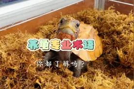 养龟专业术语❗️你都了解吗❤️新手养龟必看‼️视频封面