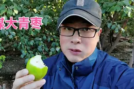 丈母娘家的青枣树有20年树龄了，仍是硕果累累，黄皮吃得停不下来视频封面
