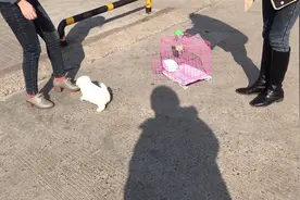 外地粉丝亲自迎接爱犬，小比熊激动的围着主人打转，太通人性了