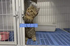 金虎斑矮脚猫看着像狸花猫，很有特点能有多少人喜欢？视频封面