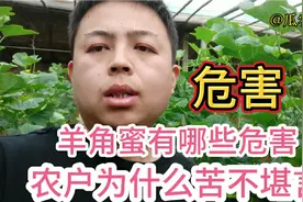 羊角蜜甜瓜有哪些危害？为什么农户苦不堪言，担心这品种会被淘汰视频封面