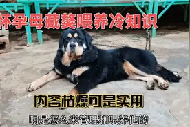 如何喂养怀孕初期的母藏獒  具有科学喂养实践性  想养藏獒的看完视频封面