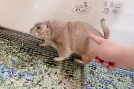 土拨鼠日常搞笑段子、今天在粑粑身上尿尿了！视频封面