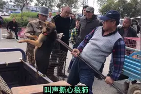 狗夹子钳住狗脖子，狗狗疼的死去活来，现场触目惊心视频封面