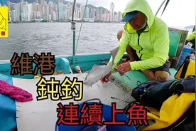 香港维多利亚港改用钝钓连续上鱼
