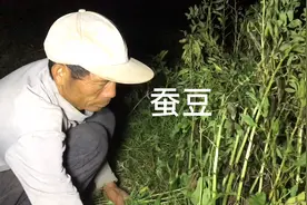 四川凉山农民种大豆，趁晚上凉快干农活，丰收了真开心视频封面