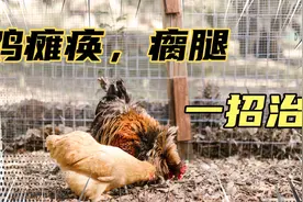 还不知道鸡滑液囊支原体如何解决？学会这一招，轻松解决视频封面