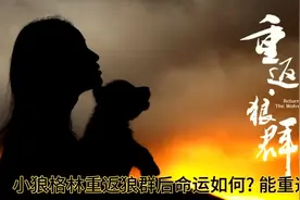 小狼格林重返狼群后命运如何?狼妈和儿子格林再次相见的传奇故事视频封面